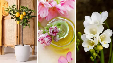 plantas aromáticas interior