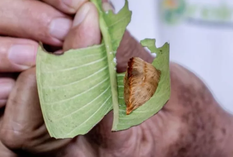 Oruga peluche se extiende en México y Centroamérica; especialistas advierten sobre sus espinas venenosas