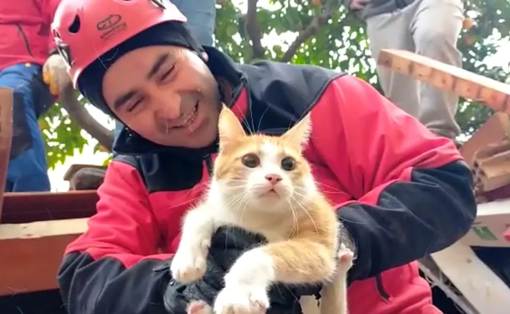 Rescatan a gato de los escombros en Turquía