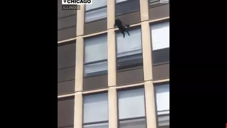 gato-incendio.jpg