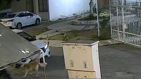 perrito comunitario en Tehuacán