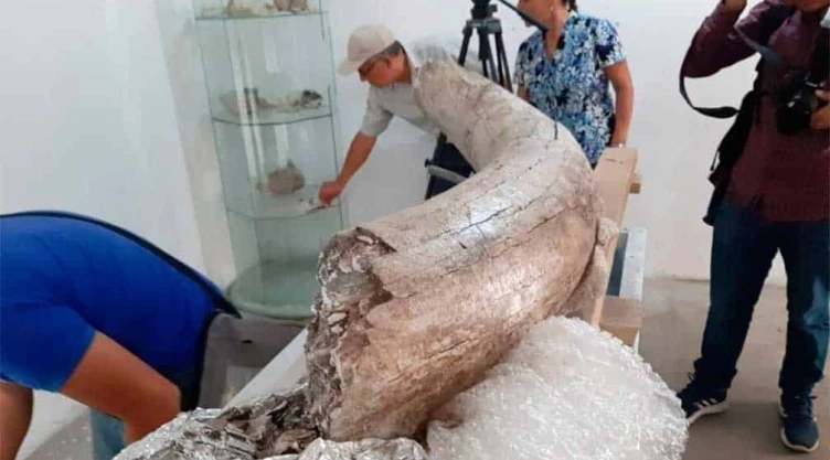 Dan a conocer hallazgo de restos de un mamut en Puebla