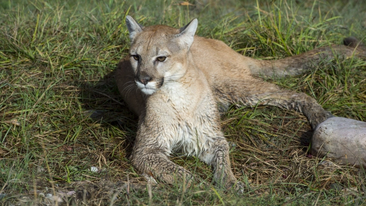 Niño muere tras ser atacado por un puma en Oaxaca