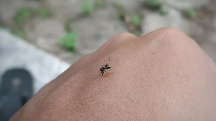 ¿Cómo nos encuentran los mosquitos para picarnos? Estudio científico lo revela