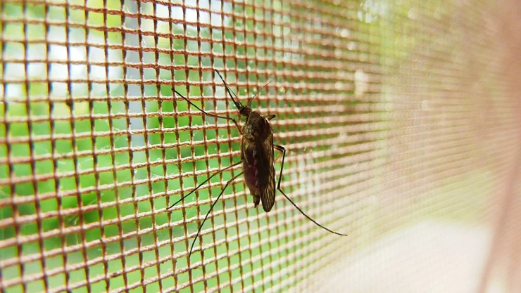 mosquitos_modificados_dengue_zika.jpg