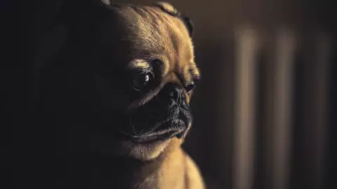 ¿Adiós a estos lomitos? Prohíben tener perros Pug por esta razón