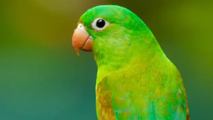 Risa malvada de un loro