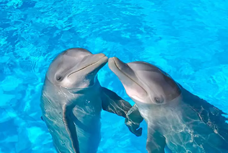 Delfines