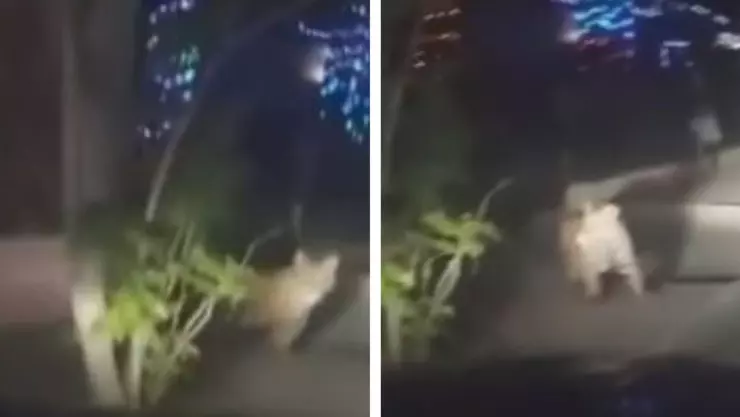 tigre-ciudad-juarez (1).jpg