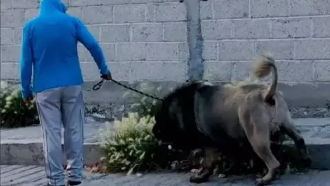 Perrito con corte de león espanta a todos (VIDEO)