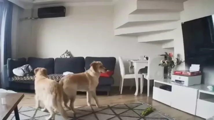 Perros anticipan sismo en Estambul