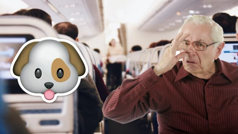 Perrito con gases en avión