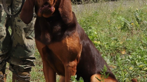 max semar caro quintero