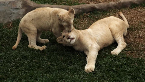 leones lima peru