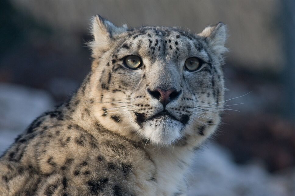 VIDEO Captan raro leopardo de las nieves en Kazajistán