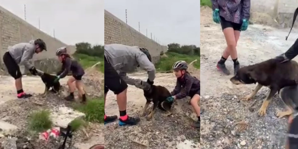 perrito botella de plástico