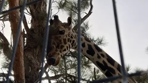 Piden ayuda para salvar a la Jirafa Benito; denuncian deplorables condiciones