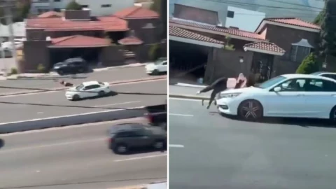 Joven es atropellada en Monterrey