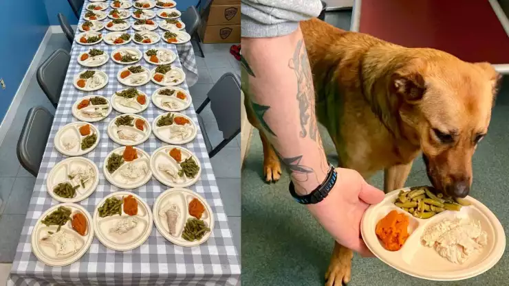 refugio cena perros.jpg