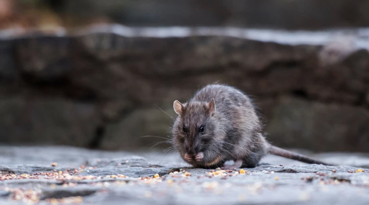 una ratita comiendo por las calles de Central Park, NY.