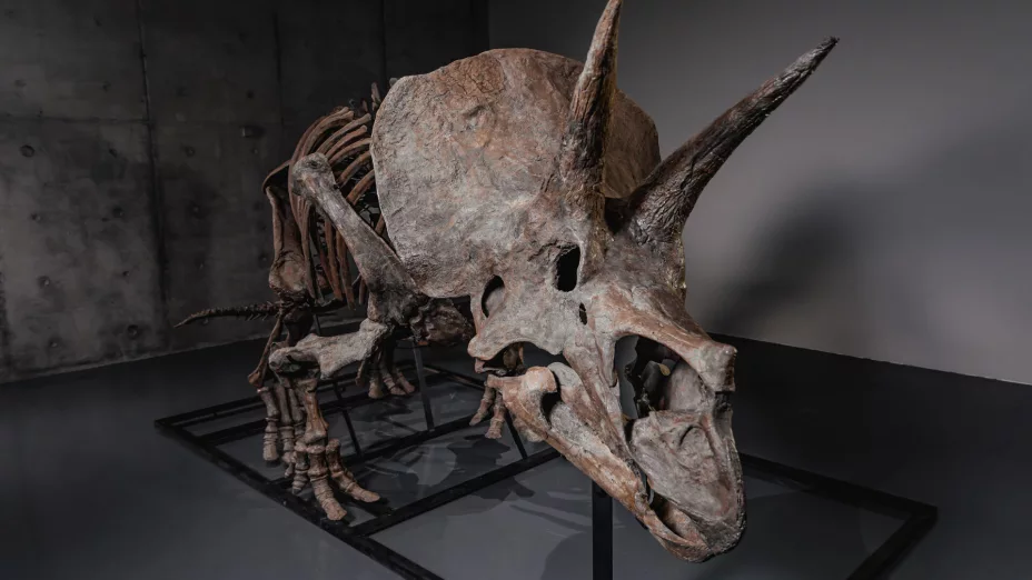 Triceratops Skeleton Auction