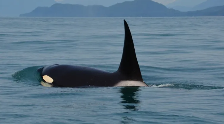 Impactante video muestra a una orca que caza y devora a un enorme tiburón blanco