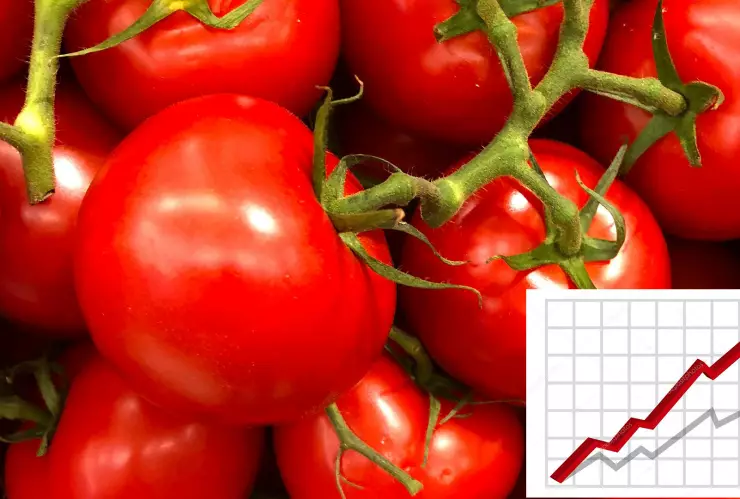 Aumenta el precio del kilo de jitomate en Guadalajara en agosto de 2025