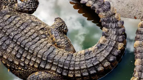 Cocodrilo