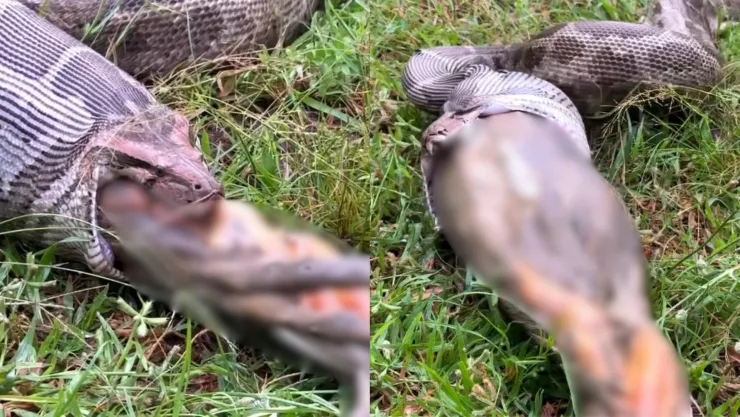 VIDEO | Localizan a una pitón en escuela de la India; vomita a su presa