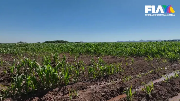 Producción de maíz en México