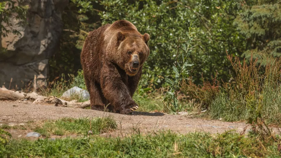 Oso sorprende a residentes de Europa.jpg