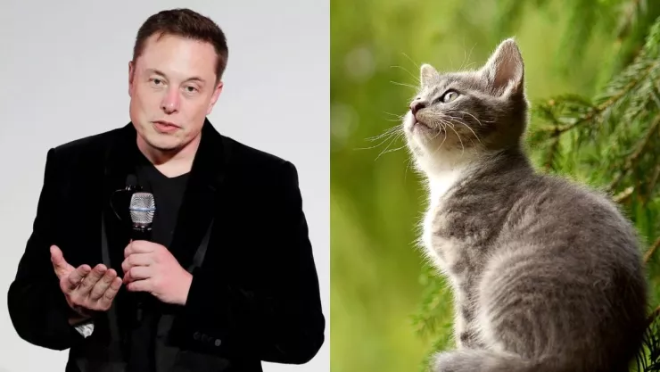 Starlink, antenas, gatos 1.jpg