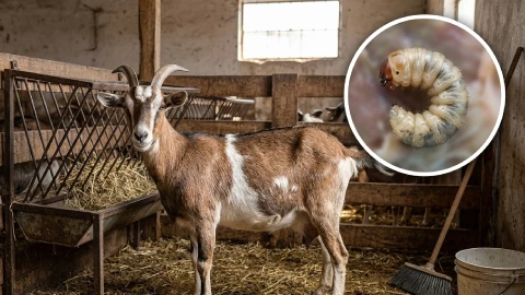 gusano barrenador en Guanajuato 2026