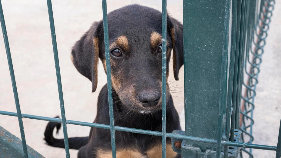 Multa por maltrato animal