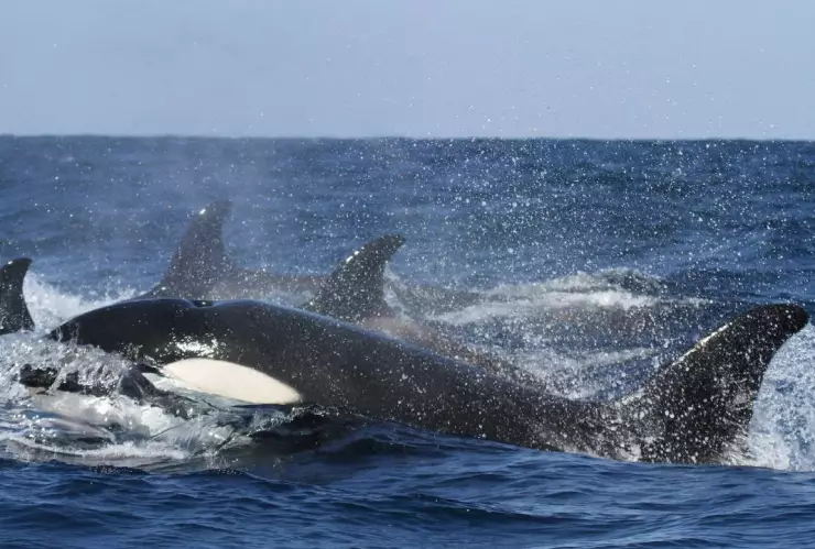 White Gladys: La orca que enseña a otras ballenas a vengarse de los humanos