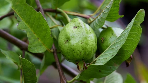 El té que combate la diarrea, el acné y deja una piel radiante