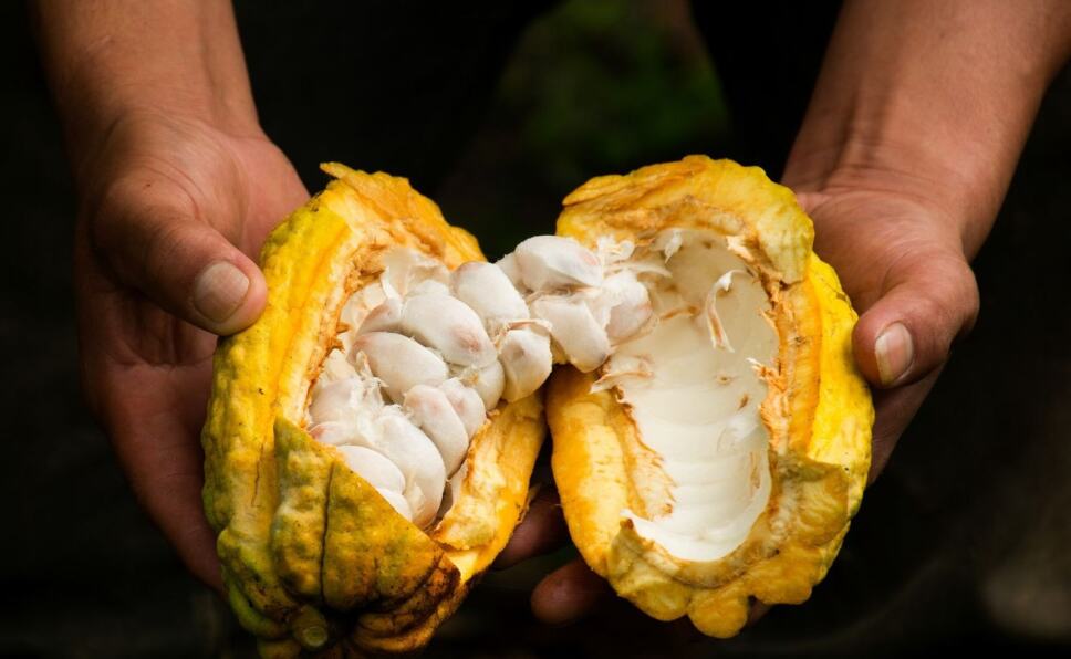 cacao.jpg