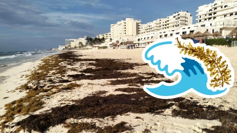 Playas libres de sargazo en Quintana Roo HOY 30 de agosto de 2025_ Lista desde Holbox, Cancún y hasta Tulum.jpg