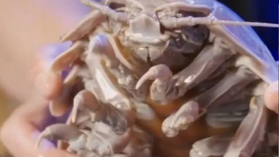 Descubren una cucaracha gigante en el fondo del mar
