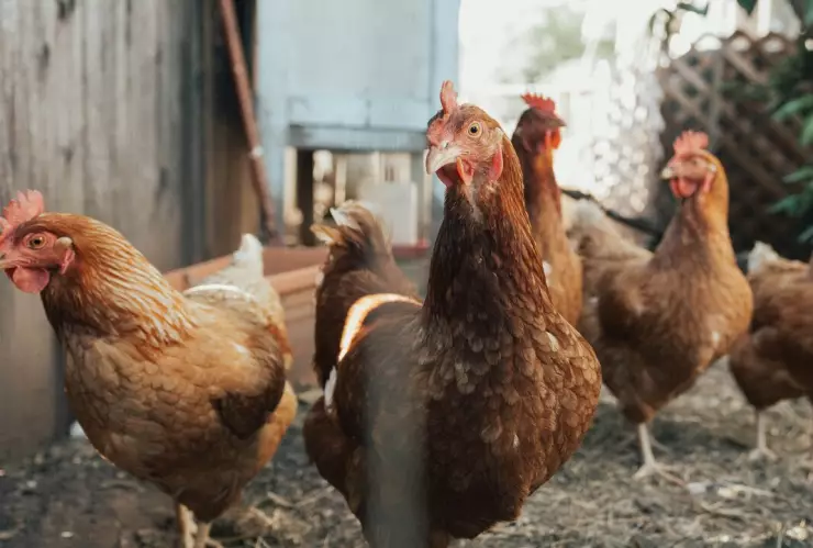 Confirman primer caso de gripe aviar H5N1 en México