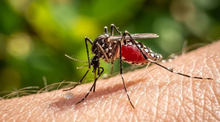 Virus Shamonda
