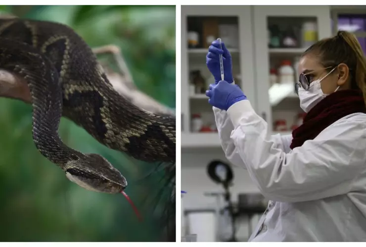 Científicos veneno de serpiente yarara Brasil.jpeg