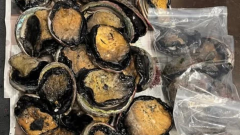 Uno de los hallazgos de la policía de Winsor, California, en su reciente decomiso