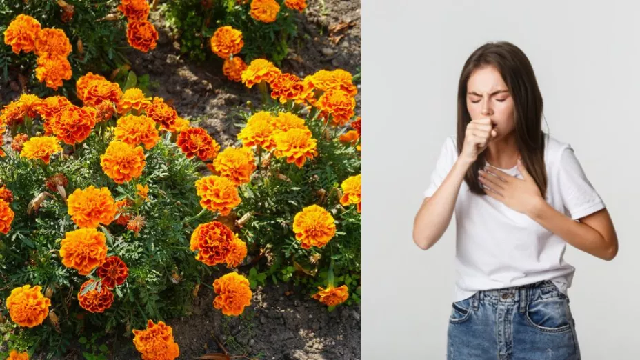 Beneficios que tiene la flor de cempasúchil en las personas