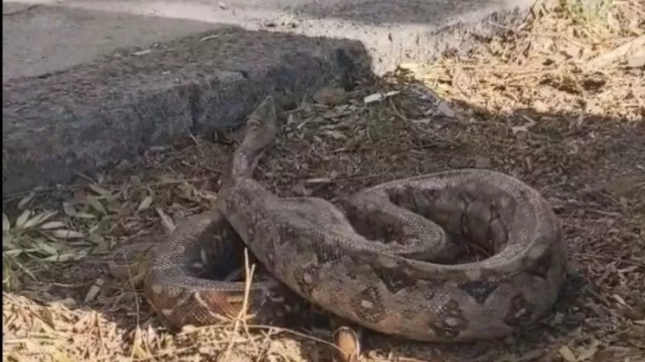 Serpiente es captada en calles de Guadalajara