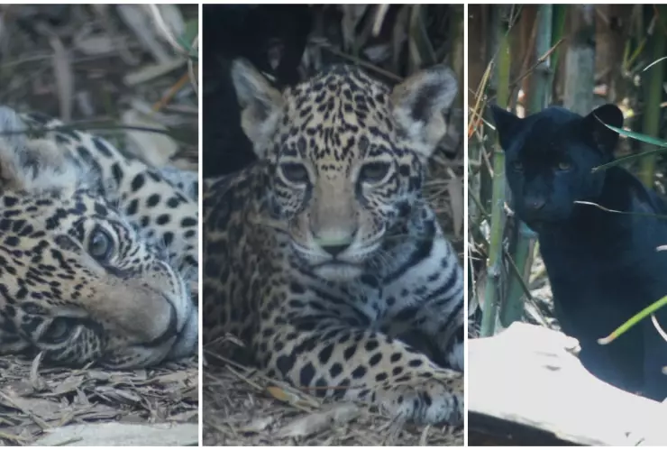 Algunos nombres para ponerle a los jaguares son Muun (Tierno), Wayak (El soñado), Tonalli (Calor del Sol).