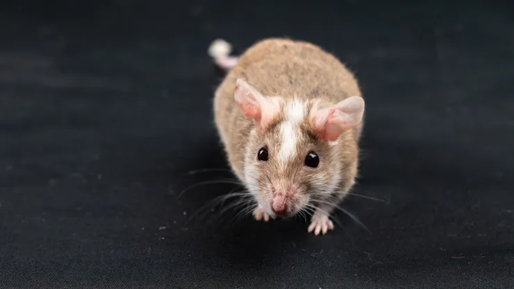 Chile declara alerta sanitaria por hantavirus