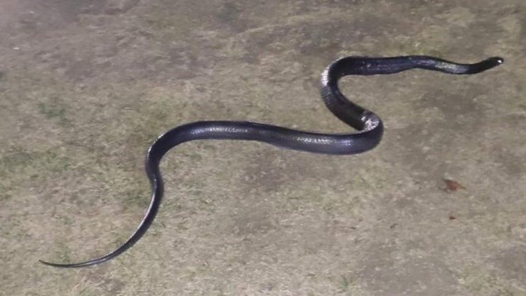 Policías hallan serpiente de aproximadamente un metro y medio en la zona de juegos del Parque La Mexicana.