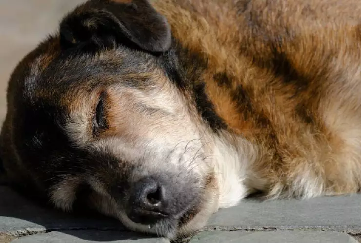 Perro fue baleado en la colonia Tecolote en Tijuana