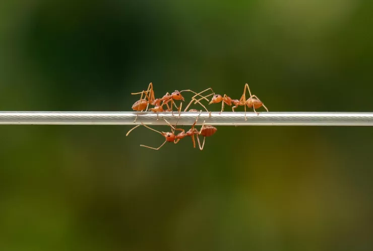 Así puedes eliminar las hormigas de tu casa con un solo ingrediente de cocina